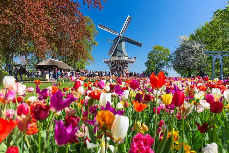 flowers and windmill
