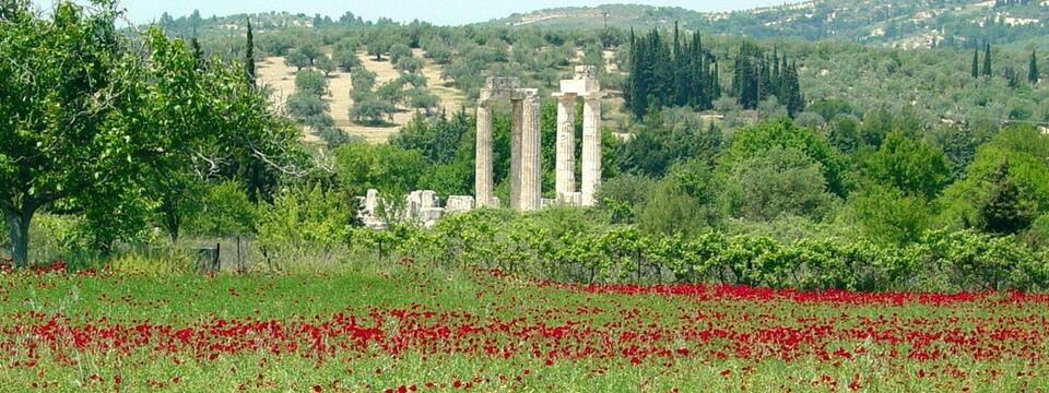columns of a ruined Greek temple with poppies in foreground